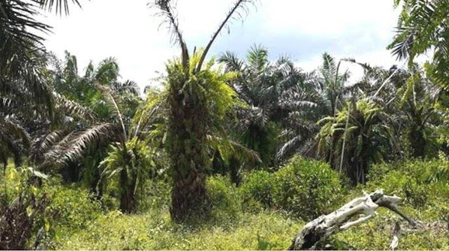 The stages of oil palm rejuvenation are: Old Plant felling The felling of old oil palm trees uses poison herbicide paraquat or diquat. Demolition of the plant uses an excavator by cutting the large oil palm roots that are near the base of the trunk and the soil surface. Unload the staple and shove the stem The goal is to reduce / kill the spores of the Ganoderma boninii fungi. Stem and Branch Enumeration Aims to reduce the size of the trunk and branches of the oil palm into several chunks that are 15-20 cm thick. With a smaller size, the process of rotting the trunk and branches of the oil palm can take place in a shorter time. Fertilization of land Oil palm stems and branches that have undergone perfect decomposition can be used as compost to fertilize the land. Ground Cover Planting Legume Cover Crop (LCC) is needed for plantations that are being replanted. The plants used come from legumes such as Calopogonium mucunoides, Pueraria javanica, Centrocema pubescens, Caloppgonium caerelium, and Mucuna brachteata. Land development The erection work is intended to facilitate the process of planting oil palm seeds later. This is done by installing stakes as a sign of making oil palm planting holes according to the planned spacing. A good erection must also be able to provide signs for the construction of roads, ditches, terraces, and planting ground cover plants. Implementation of Soil Conservation Creating contour terraces, individual terraces, contour forts, rorak, and trenches. Making Planting Holes When digging, place the topsoil on the north and subsoil on the south. Then plug the stake in the side and center of the hole. Planting seeds The quality of the planted seeds will determine the level of production for the next generation, which is around 20-25 years. Important requirements for oil palm plantations are: Oil palm plants are between 25 - 30 years old Many plants have died Ton / Ha low production ± 15 tons.