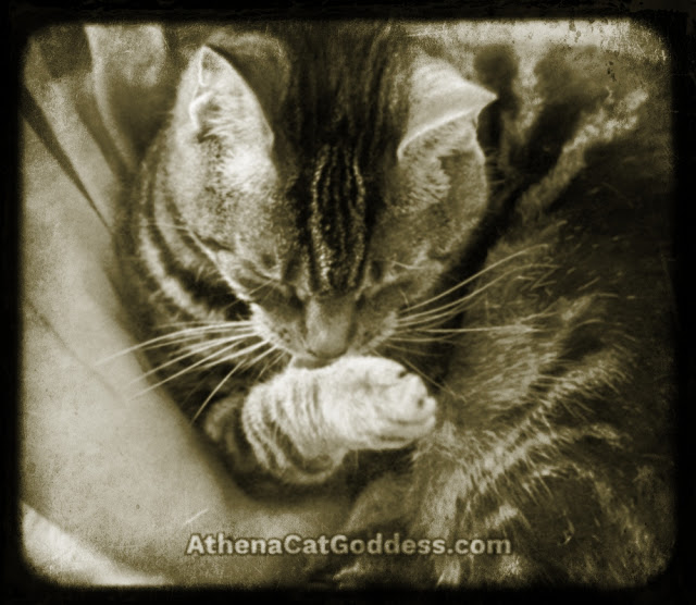 tabby cat licking her paws