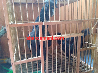 Harga Jual Ayam Cemani