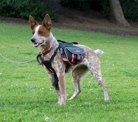 Australian cattle dog modeling EzyDog's Summit backpack