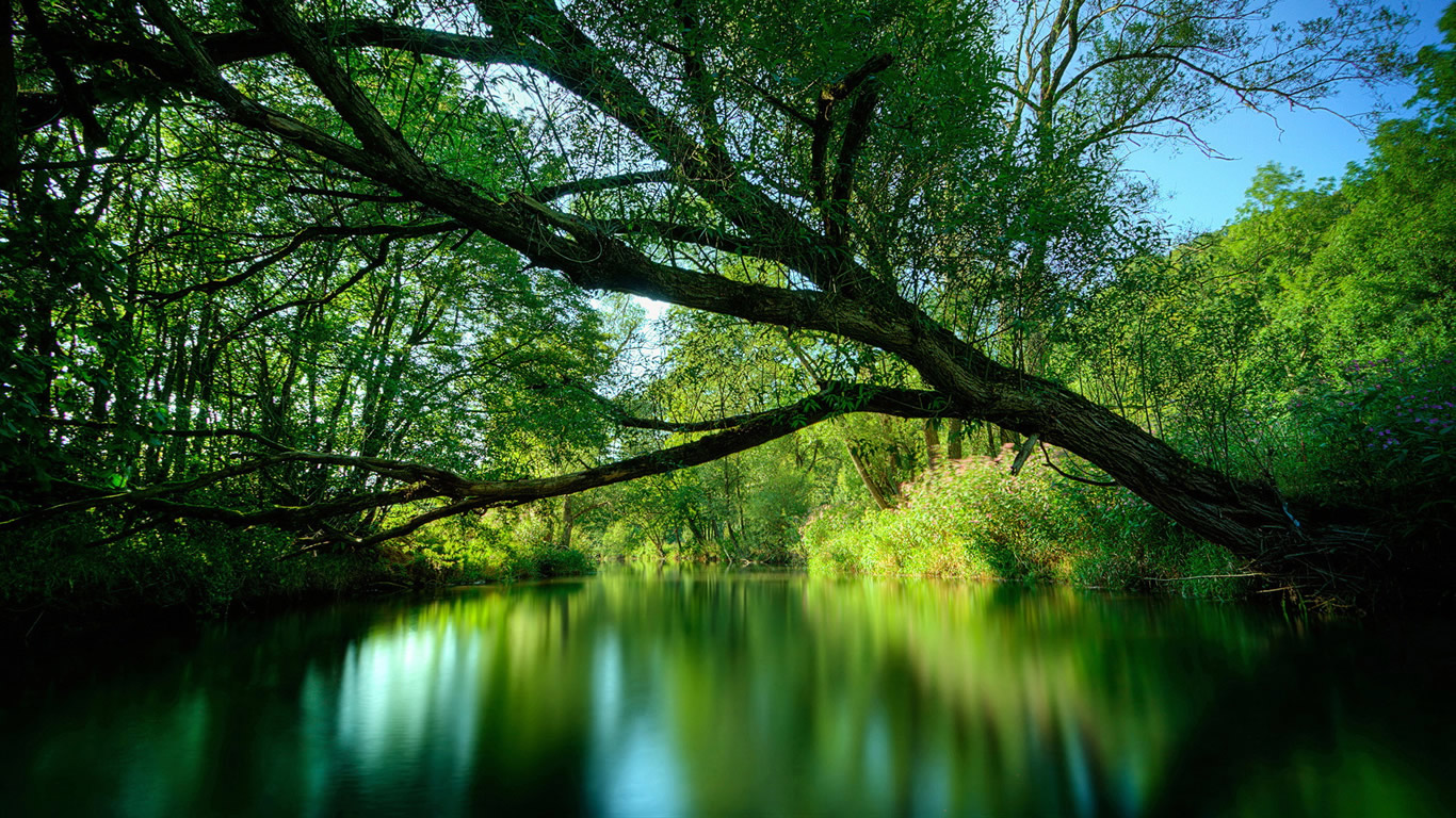 Beautiful Rainforest Backgrounds