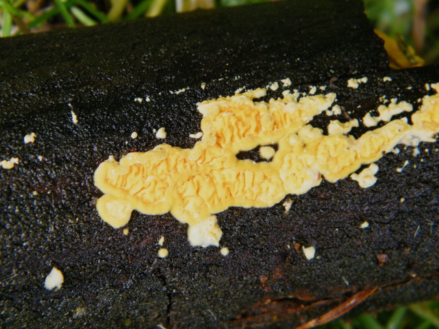 Pseudomerulius aureus