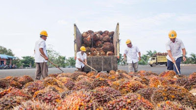 Jokowi Larang Ekspor CPO, Harga Saham Emiten Kelapa Sawit Runtuh