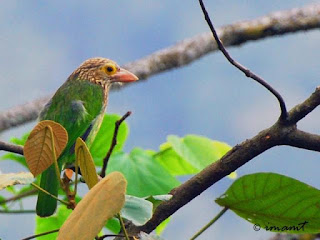 Birds lineated barbet: Advantages And Cons lineated barbet bird