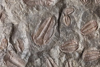 Trilobites cause problems for secular scientists. One of these is explaining their extinction, so they are getting closer to Genesis Flood scenarios.