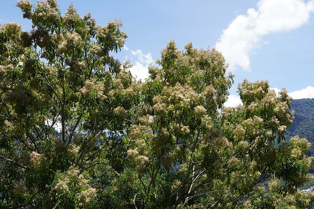 ✜ 里山能高賽德克｜植物篇｜光臘樹