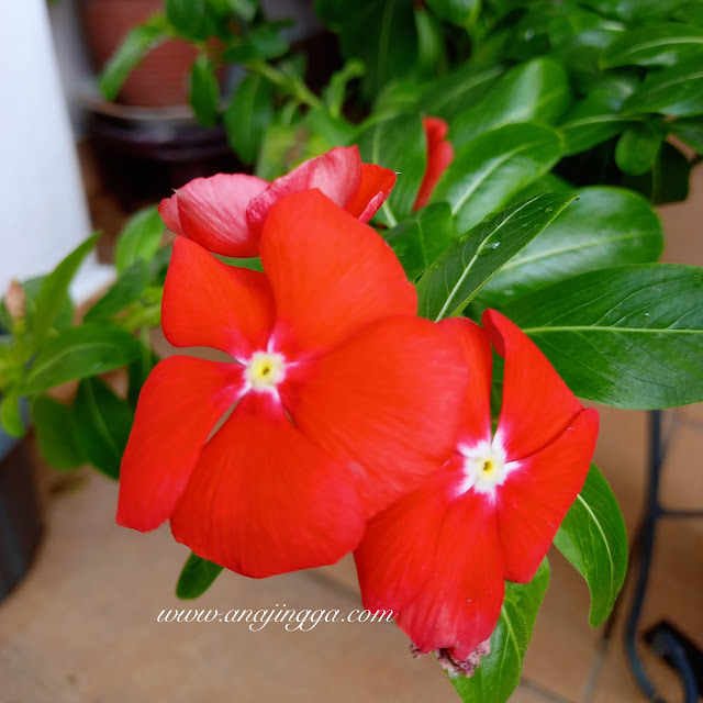 bunga vinca merah