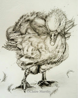 farm goose in graphite