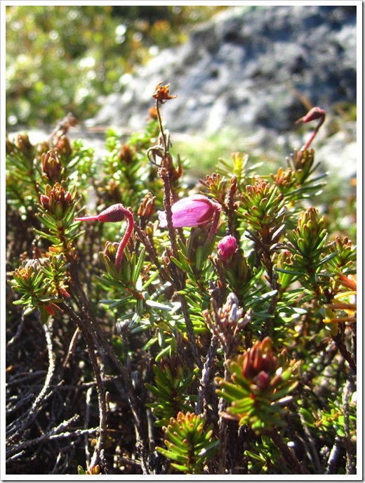 En liten tuva av någon rosa blomma kämpade på en sten.