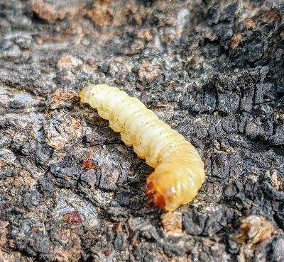 Greater Peach Tree Borer