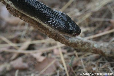 Indian Krait