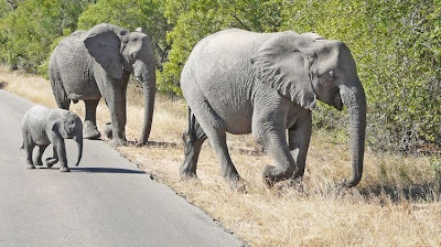 kruger south africa