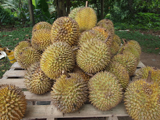 榴莲摊 Durian Stall