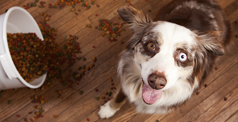  La vérité sur vos croquettes : Les céréales sont-elles bonnes pour votre chien et votre chat ?
