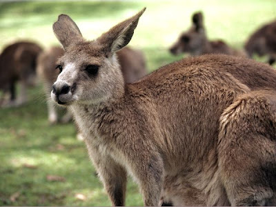 kangaroo