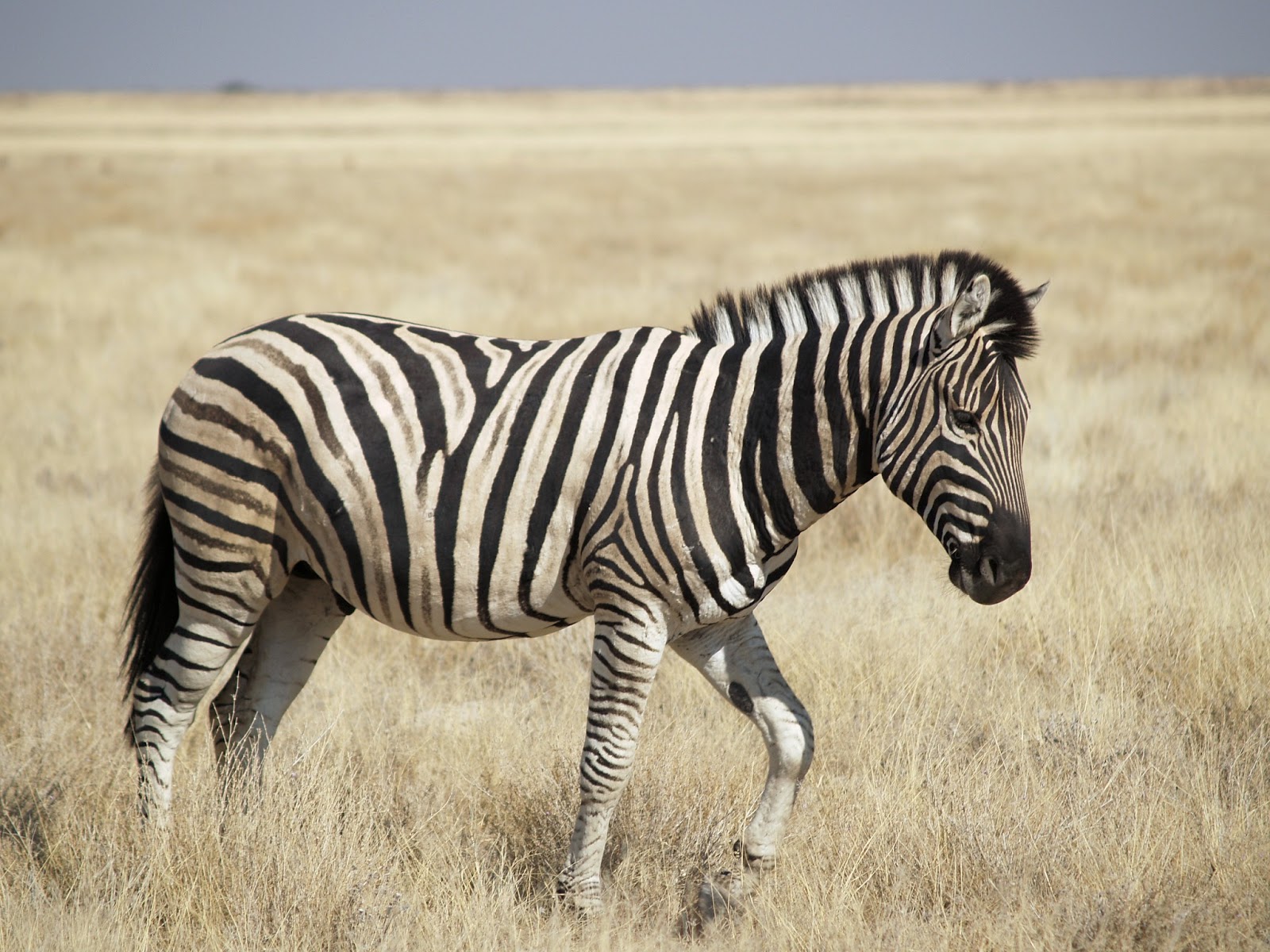 The Zebra | Lovely Animal All Interesting Facts | Animals Lover