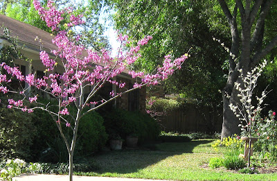 Annieinaustin, Circus-Cercis, March 2009