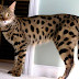 Mengenal Kucing Bengal, Cikal Bakal Kucing Genetta