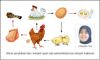 Catatan Ustad Achung INDOOR MEMASAK AYAM  GORENG