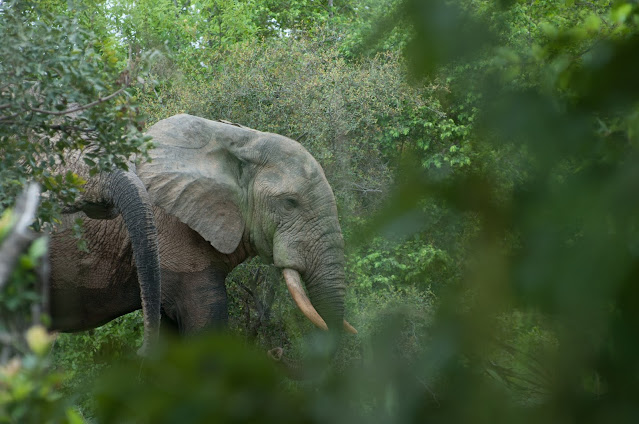 Mole National Park, Ghana