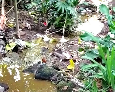 Limbah kotoran hewan sapi mencemari saluran air di lembah Cilengkrang