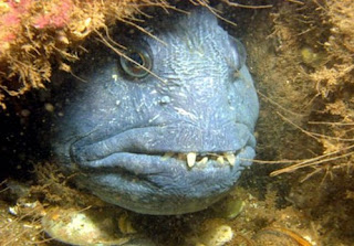 Wolffish