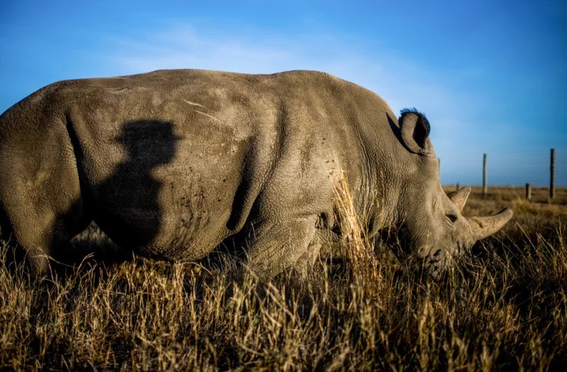 Stunning Photos Of The Last Two Northern White Rhinos Alive