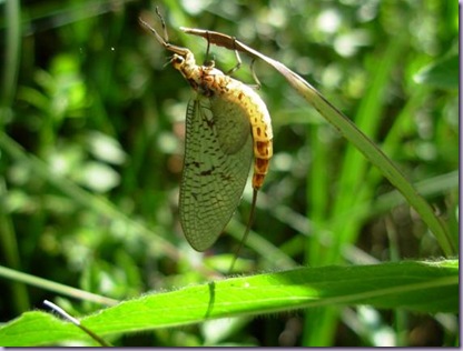 clip_image002