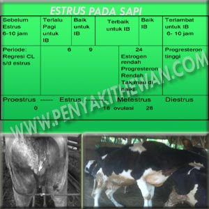  Waktu Inseminasi Buatan Yang Tepat/></a></td></tr>
<tr><td class="tr-caption" style="text-align: center;">Estrus Pada Sapi</td></tr>
</tbody></table>
<br />
<div style="text-align: justify;">
Pada gambar tersebut dapat dijelaskan bahwa saat /waktu yang tepat untuk mengawinkan atau melakukan Inseminasi Buatan / IB adalah setelah 6 jam s/d 24 jam setelah birahi. Jika kurang dari 6 jam atau lebih dari 24 jam dari saat birahi maka dapat dipastikan bahwa Inseminasi Buatan akan gagal :</div>
<div style="text-align: justify;">
Berdasarkan gambar estrus tersebut maka dapat diambil kesimpulan bahwa waktu yang tepat untuk IB adalah : </div>
<ul style="text-align: justify;">
<li>Jika birahi sapi terjadi pada waktu pagi hari s/d jam 10 maka Inseminasi Buatan/ IB harus dilakukan pada sore hari, jika dilakukan pada pagi hari esoknya maka IB sudah terlambat.</li>
<li>Jika birahi terjadi pada siang hari s/d jam 15.00 maka waktu yang tepat adalah sekitar jam 19.00 s/d pagi jam 08.00. Jika lebih dari jam 08.00 tersebut maka IB terlambat.</li>
<li>Jika birahi sapi sore atau malam hari, maka saat yang tepat untuk IB adalah besok pagi sebelum jam 10.00. Jika lewat dari jam 10 pagi maka kemungkinan besar IB gagal.</li>
</ul>
Semoga dengan artikel ini para peternak sapi bisa mengetahui ketepatan waktu untuk mengawinkan atau melaksanakan Inseminasi Buatan, sehingga target swasembada daging sapi nasional dapat tercapai pada 2014 nanti, amien. Namun perlu di ingat bahwa kegagalan Inseminasi Buatan bukan hanya terletak pada ketepatan waktu/saat IB saja, Itu merupakan salah satu faktor dan masih ada beberapa penyebab lainnya yaitu kondisi straw, gangguan alat reproduksi sapi termasuk gangguan hormonal, kwalitas pakan sapi, dan ketrampilan Inseminsator IB.<br />
Demikian semoga dapat bermanfaat bagi semuanya. <br />
<br />
<div style=