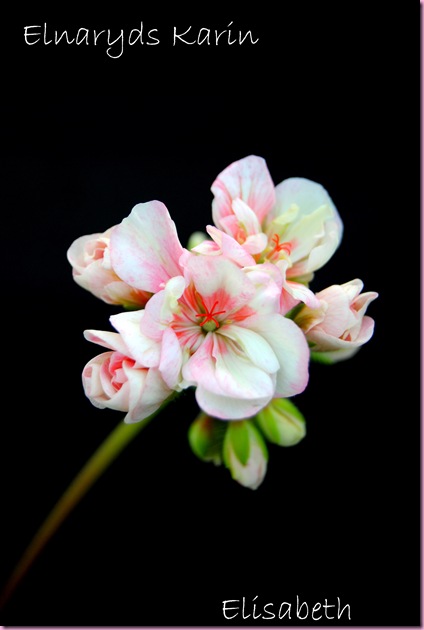 pelargonium 003