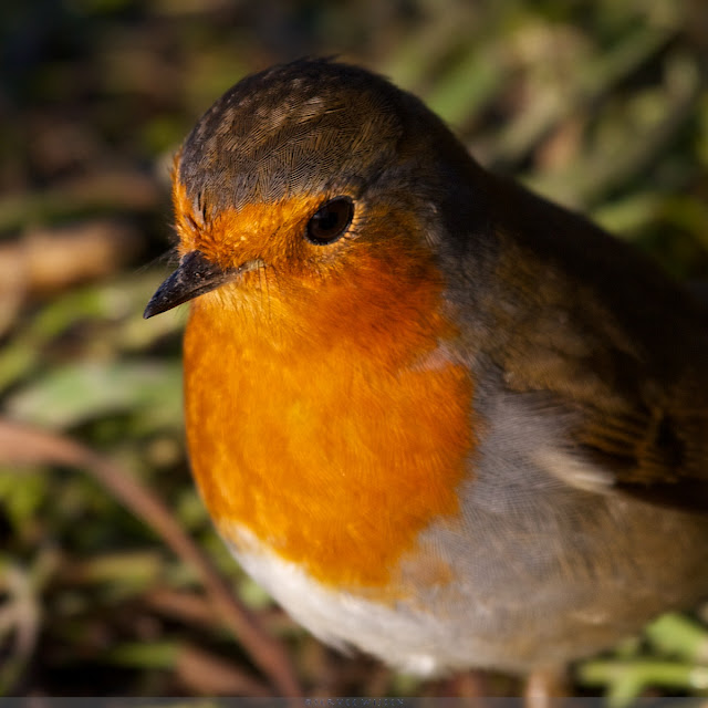 Roodborst - Europeanen Robin -  Erithacus rubecula