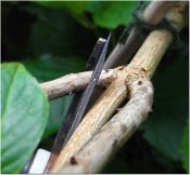 cut hydrangea stem back to bud