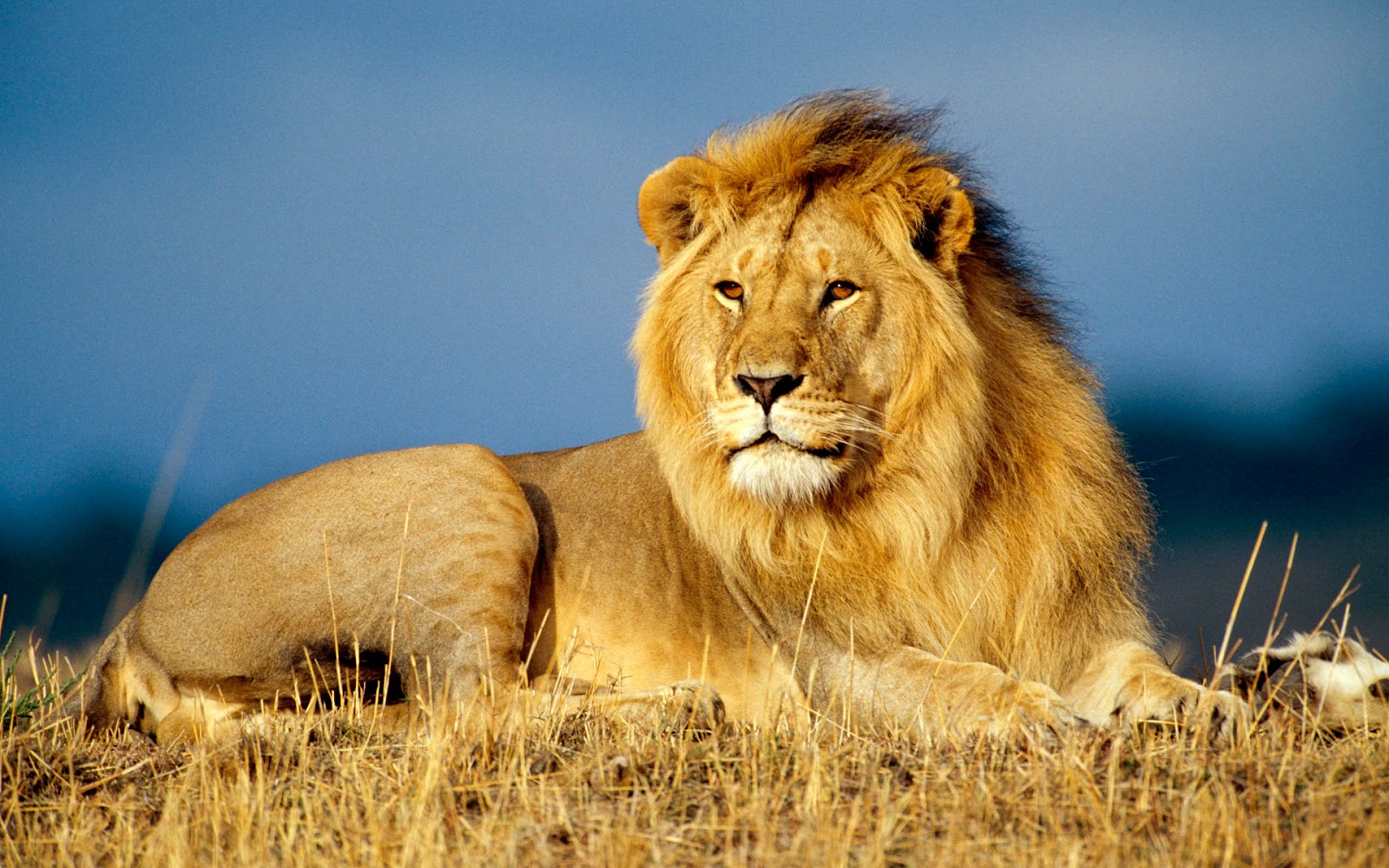 Male Lion Wallpapers  Fun Animals Wiki, Videos, Pictures 