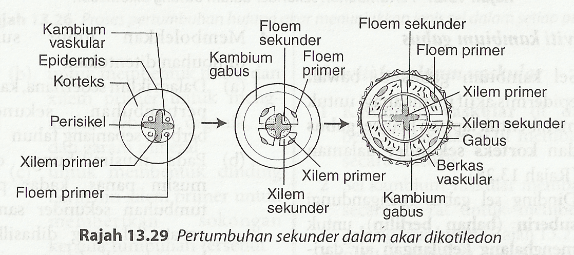 Proses Kejadian Tumbuh Tumbuhan Dari Segi Sains Dan Dalam Islam Proses Kejadian Tumbuhan Dari Segi Sains