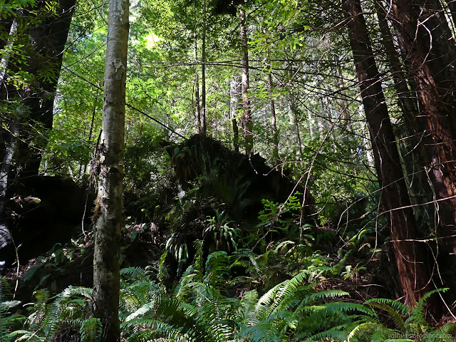 18: large stump among little trees