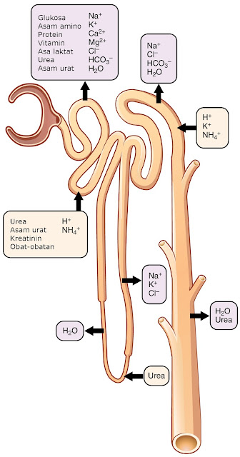Sekresi dan reabsorpsi zat pada nefron
