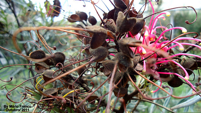 Fruits  Grevillea banksii 