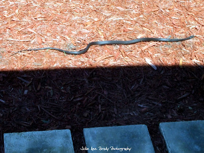 Black Rat Snake - Leesburg, Florida