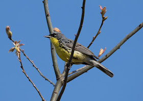 Kirtland's Warbler - Grayling, Michigan, USA