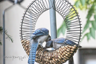 The focus of this photo is of a two blue jays who are perched within a bird feeder which is made of coils and shaped like a wreath.This feeder has the function of “holding” peanuts within a shell. The jay on the right is attempting to take a peanut from the feeder while the one on the right watches him. This “scene” occurred in my garden, which is the setting for my book series, “Words In Our Beak.” Info re these books is included in another post within this blog @ https://www.thelastleafgardener.com/2018/10/one-sheet-book-series-info.html