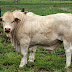 Sapi Charbray