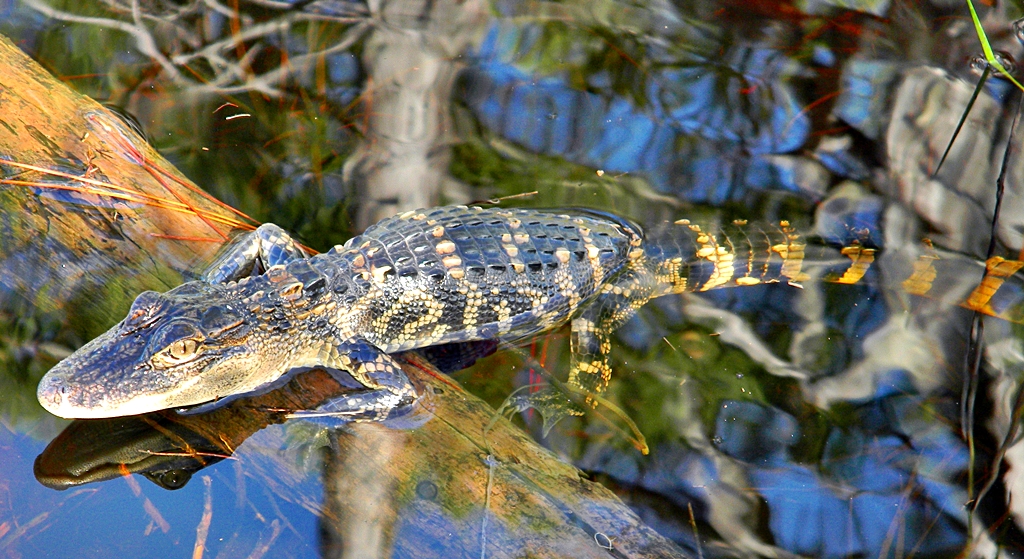 Fast Facts: Alligators