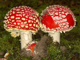 Amanita muscaria (Fly Agaric).   Beacon Wood Country Park, 20 October 2012.