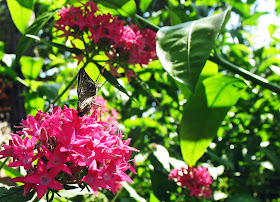 side view of butterfly on flowers