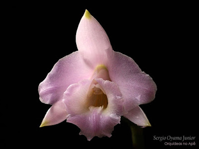 Orquídea Laelia alaorii