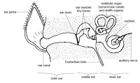 Ear-labeld-diagram-Maltese-dogs