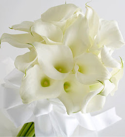 pretty Calla lilies flowers