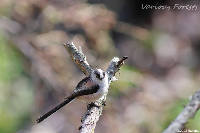 Long-tailed Tit, エナガ