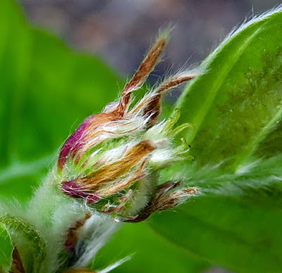 Fleurs hêtre (Fagus sylvatica)