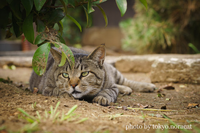 野良猫写真